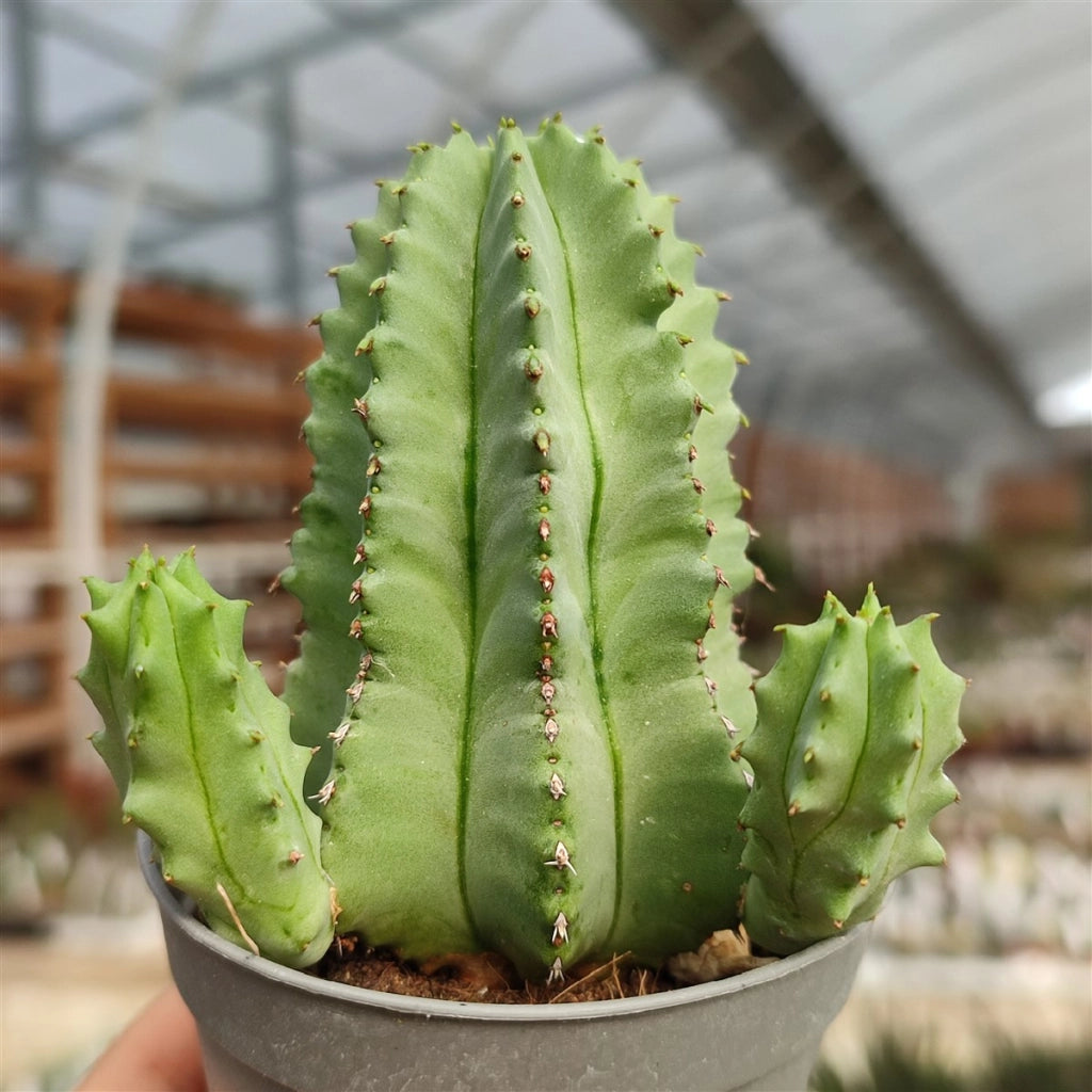 Euphorbia Fruticosa Vaso 13 cm, Pianta Succulenta Ornamentale