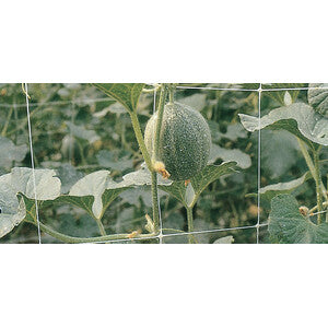 RETE PER RAMPICANTI H 2X100 M BIANCO- 1,0 pz