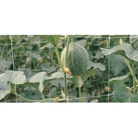 RETE PER RAMPICANTI H 2X100 M BIANCO- 1,0 pz