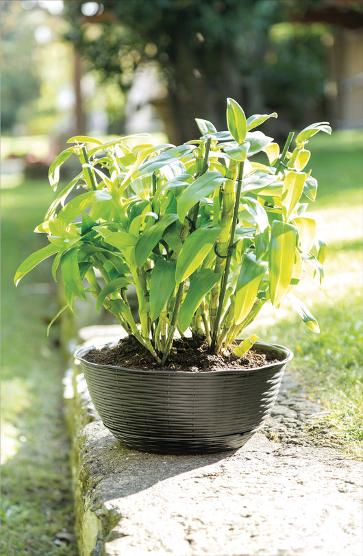 Bama CIOTOLA PAGLIA Col. Antracite Ø cm. 40x17 h