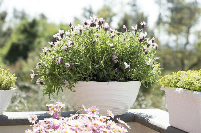 Bama CIOTOLA PAGLIA Col. Panna Ø cm. 20x8,5 h