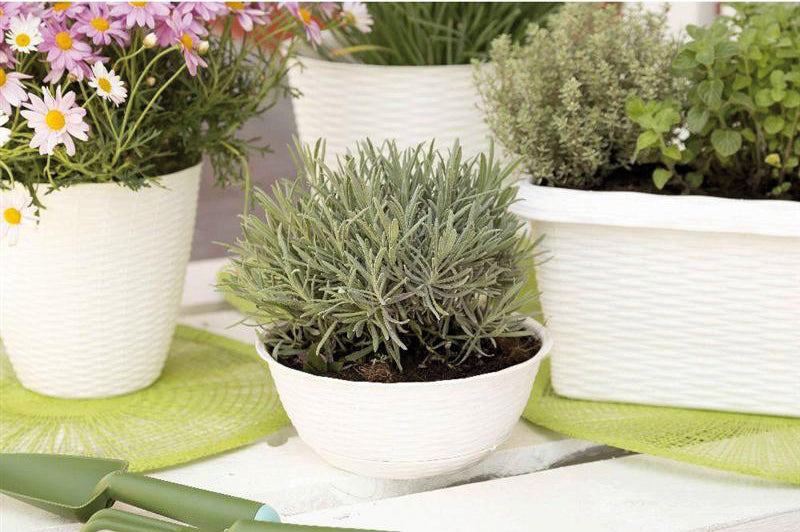 Bama CIOTOLA PAGLIA Col. Panna Ø cm. 20x8,5 h