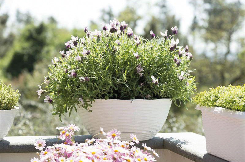 Bama CIOTOLA PAGLIA Col. Panna Ø cm. 30x13 h