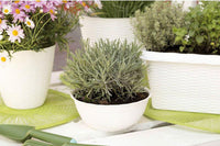 Bama CIOTOLA PAGLIA Col. Panna Ø cm. 30x13 h