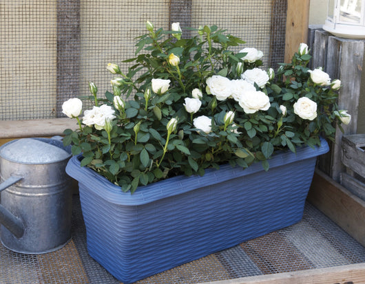 Bama FIORIERA RETTANGOLARE PAGLIA NORMAL Col. Cielo cm. 60x20x17,5 h