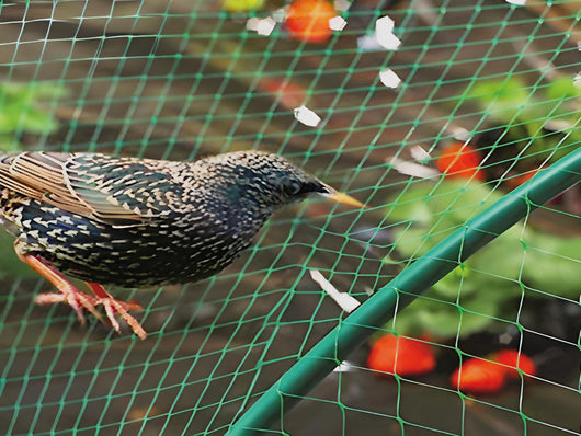 Confine RETE ANTI-UCCELLI Col. Verde mt. 4x10