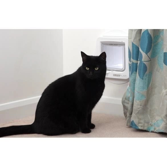 lembo Microchip cat