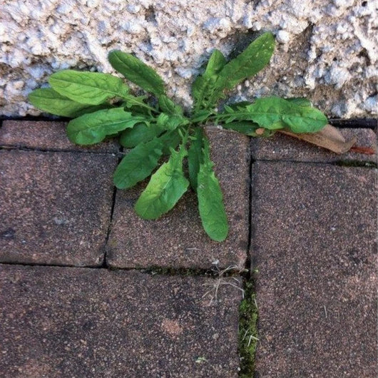 DISERBANTE ACETO CORROBORANTE CONCENTRATO 1 lt - CISA ADRIATICA