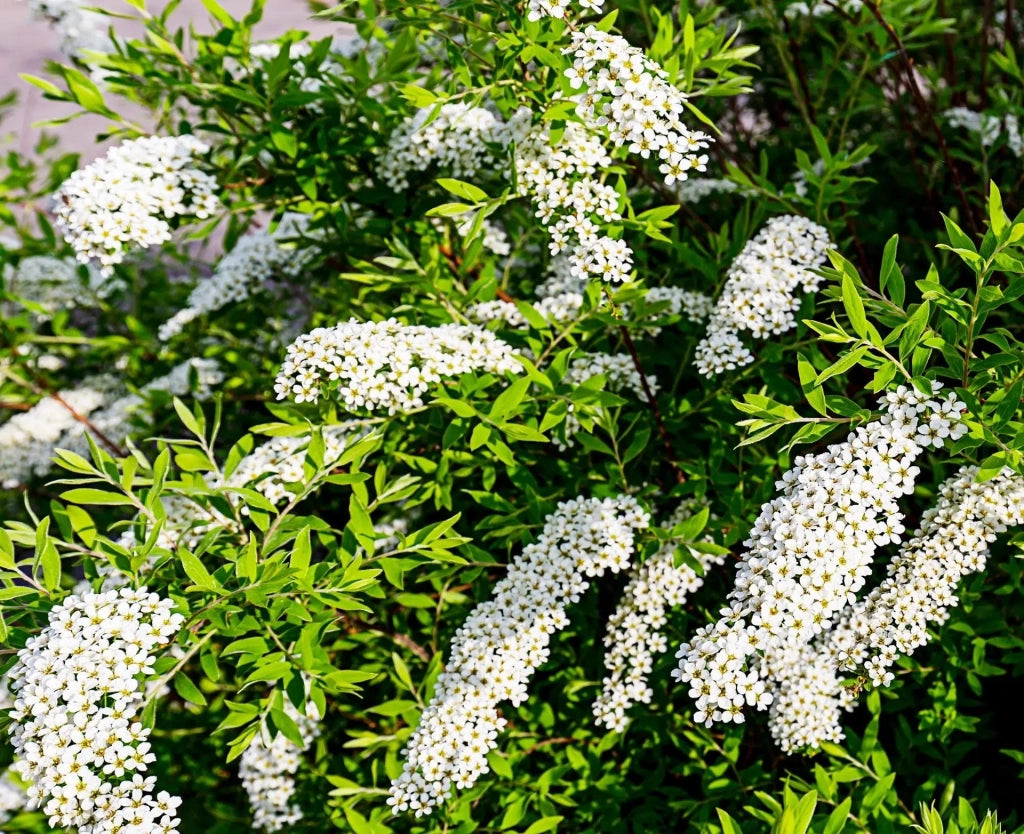 Gardenaria Spirea - Spiraea × cinerea 'Grefsheim' - Arbusto ornamentale da giardino Altezza: 50/70 cm (vaso19)