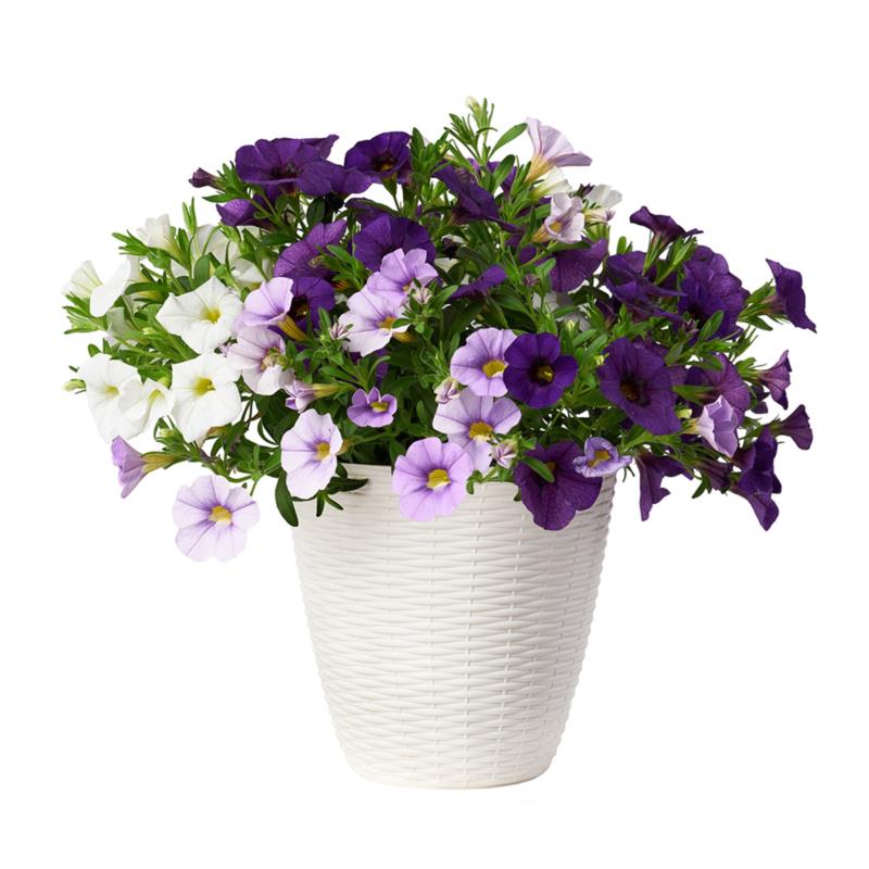 PORTAVASO 'PAGLIA' Ø 19 cm - 3 lt  - BAMA