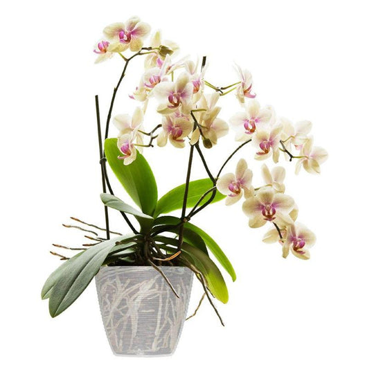 PORTAVASO 'PAGLIA' Ø 14 cm - 1,2 lt  - BAMA