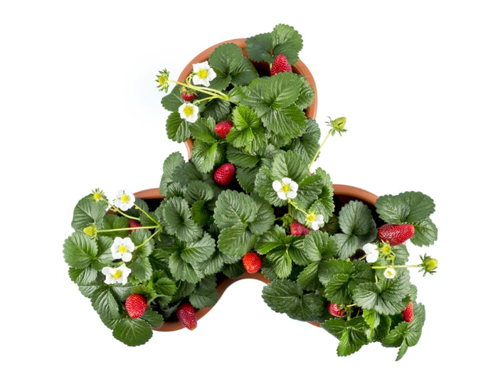 VASO 'TRIFOGLIO' Ø 40 cm x 16 h - Col. Terracotta - BAMA