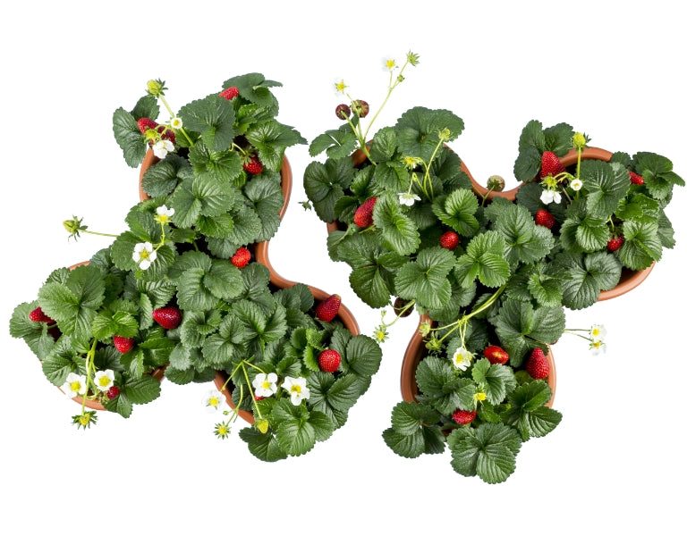 VASO TRIFOGLIO BAMA - PP TERRACOTTA D.CM 40 H.CM 16- 3 pezzi