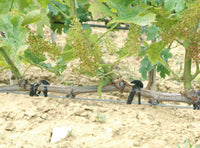 ANCORETTE ELASTICHE  CM. 5 , 500 gr. ( circa 387 pz)