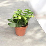 Gardenaria Epiphyllum chrysocardium - Pianta da interno ornamentale Altezza: 22 cm (vaso 12)
