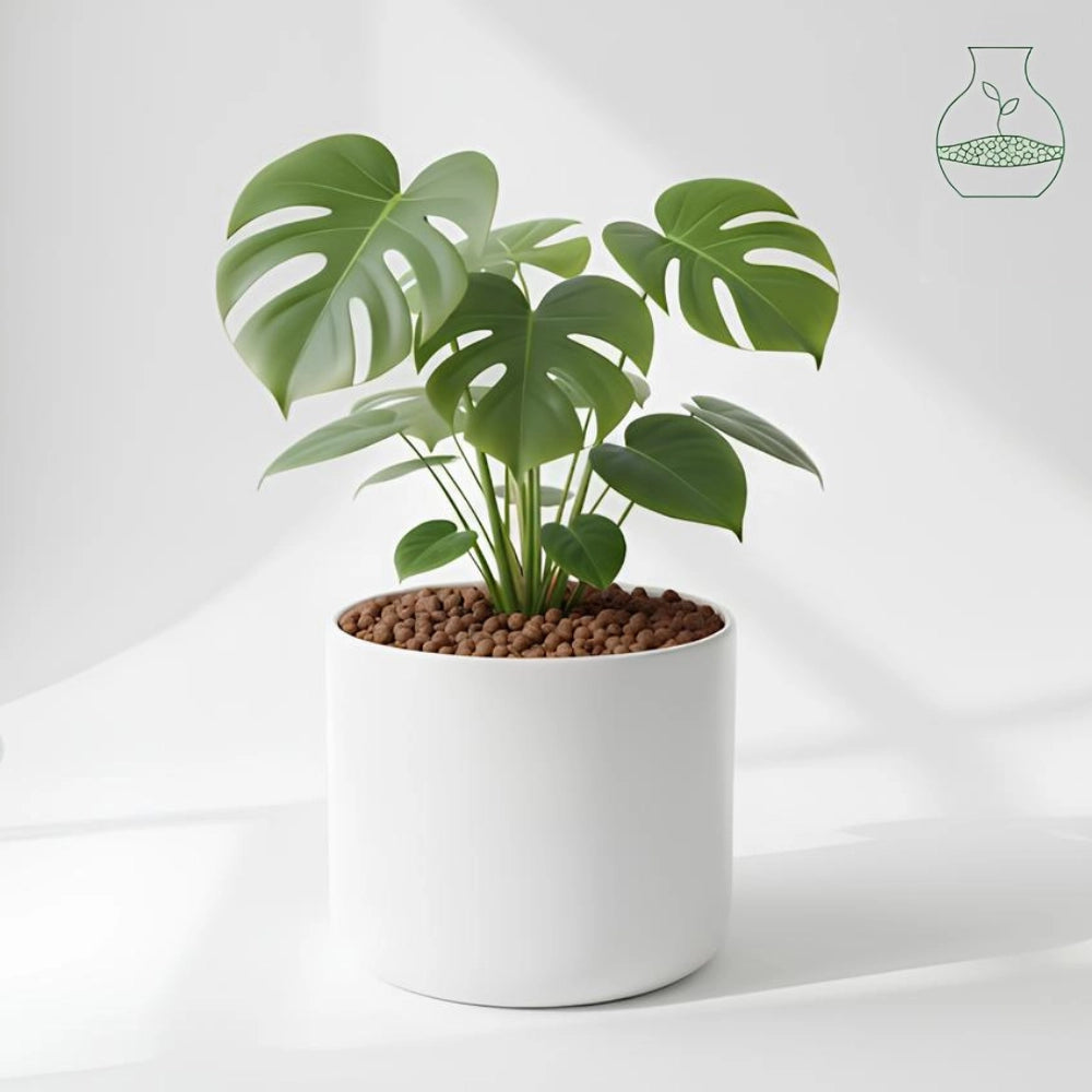 Argilla espansa leggera per piante 50 l 8-20 mm pezzi 4