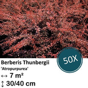 Berberis thunbergii 'Atropurpurea' - 30-50cm - radice di barbabietola