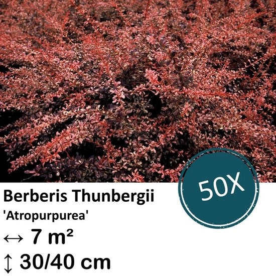 Berberis thunbergii 'Atropurpurea' - 30-50cm - radice di barbabietola