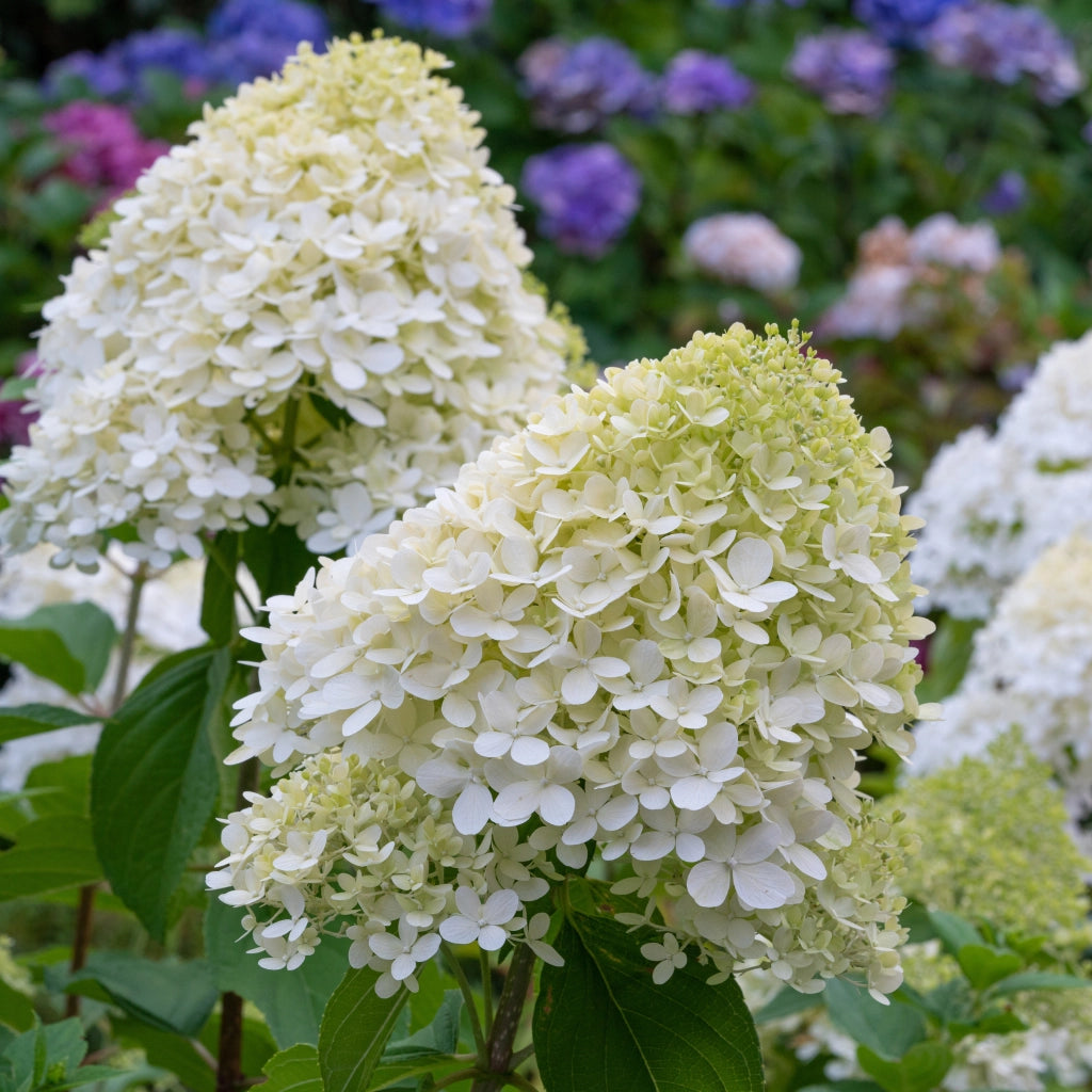 Gardenaria Ortensia - Hydrangea Paniculata 'Pixio' - Pianta acidofila ornamentale da esterno Altezza: 40/50 cm (vaso19)