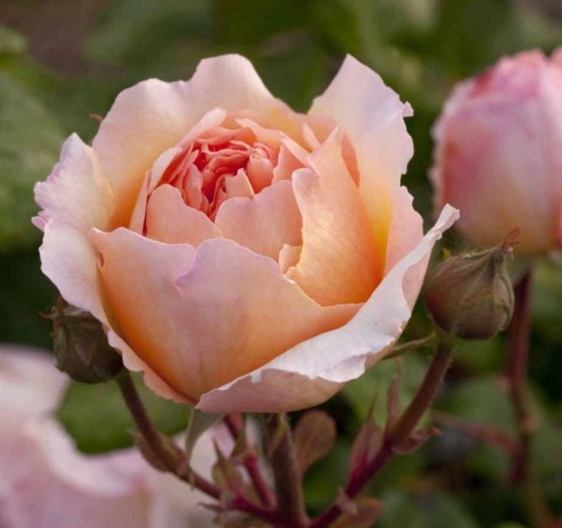 Rosa PRINCESSE CHARLENE DE MONACO ® Meidysouk