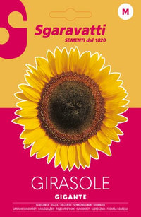 SEMI PER PRATO UNIVERSALE girasole gigante- 20 pezzi  - SGARAVATTI