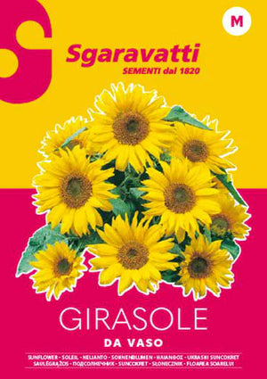 SEMI PER PRATO UNIVERSALE girasole ornamentale- 20 pezzi  - SGARAVATTI