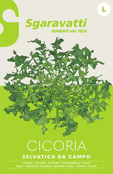 SEMI PER ORTAGGI E VEGETALI cicoria selvatica da campo- 20 pezzi  - SGARAVATTI