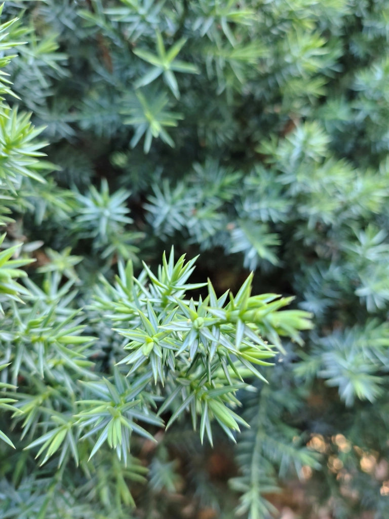 Ginepro Juniperus Conferta Blue Pacific Vaso 24 cm Conifera Tappezzante