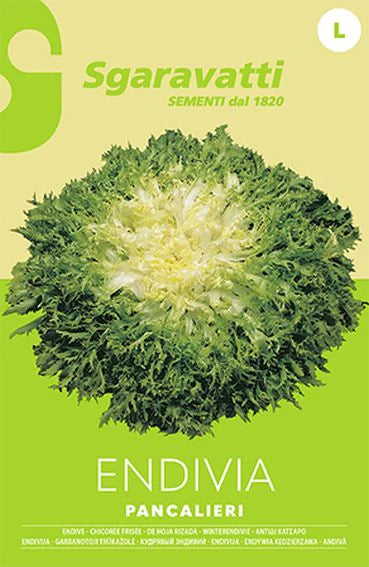 SEMI PER ORTAGGI E VEGETALI endivia riccia Pancalieri 20 pezzi  - SGARAVATTI