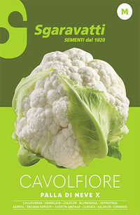 SEMI PER ORTAGGI E VEGETALI cavolfiore palla di neve X 20 pezzi  - SGARAVATTI