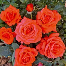 Rosa Anne Vanderlove: colore caldo e fioritura continua dal fascino delicato