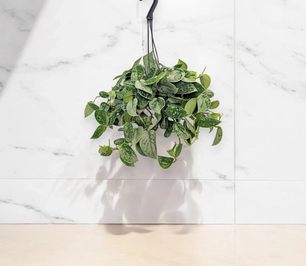 Gardenaria Scindapsus pictus 'Silvery Ann' - Pianta da interno ornamentale Altezza: 20 cm (vaso 14)