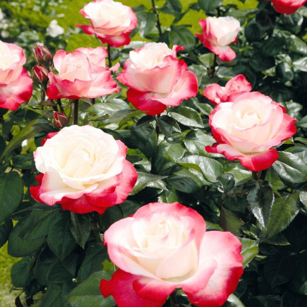 Gardenaria Rosa 'Nostalgie' - Rosa da giardino Altezza: 40/50 cm (vaso20)