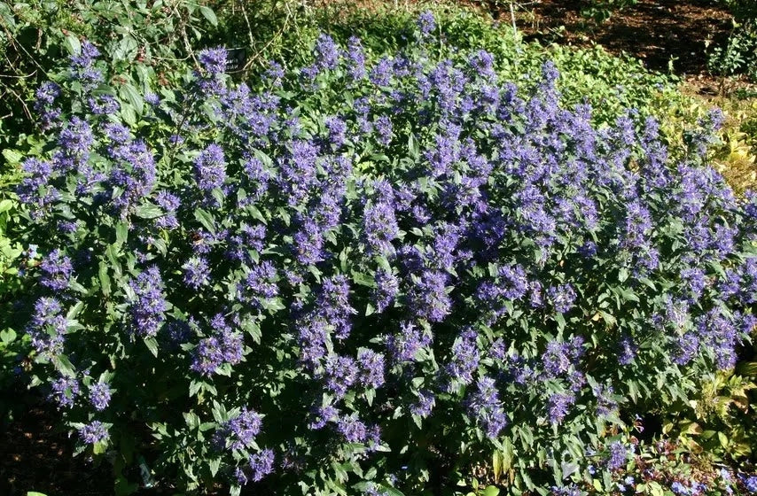 Gardenaria Caryopteris clandonensis 'Grand Bleu' - Arbusto ornamentale da giardino Altezza: 40/60 cm (vaso19)