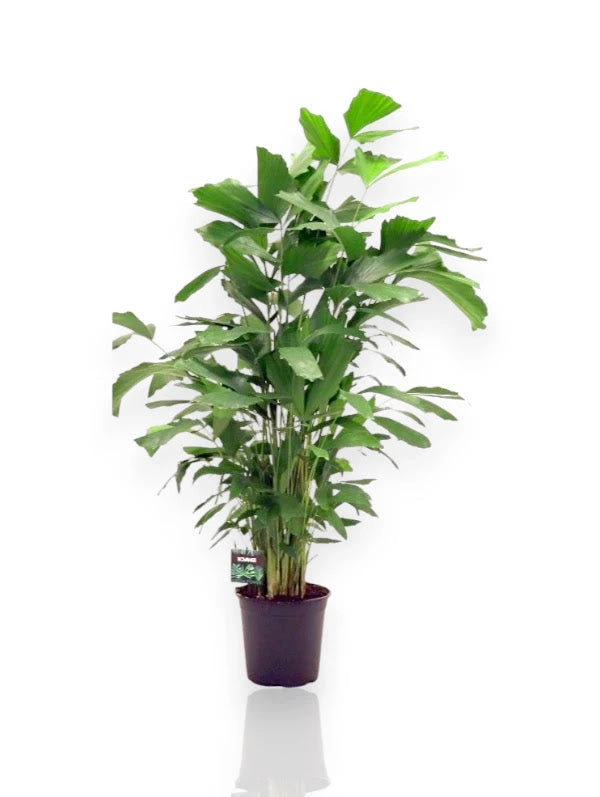Gardenaria Caryota mitis - Pianta da interno ornamentale Altezza: 110 cm (vaso 21)