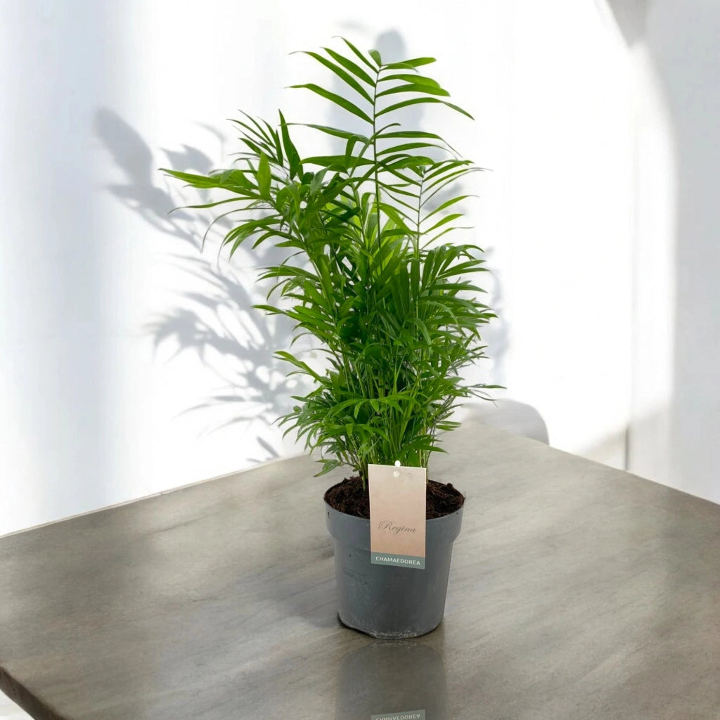 Gardenaria Chamaedorea elegans - Pianta da interno ornamentale Altezza: 60 cm (vaso 17)