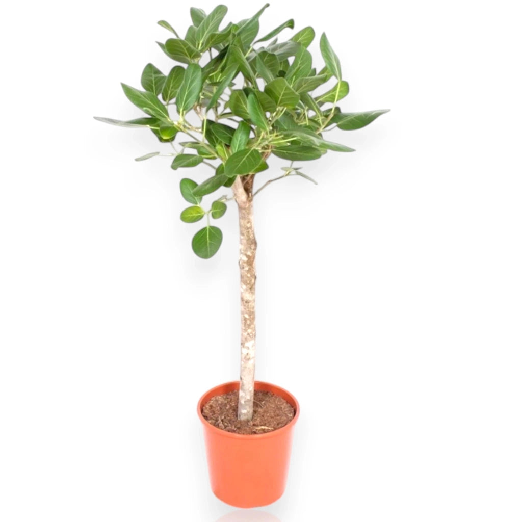 Gardenaria Ficus benghalensis - Pianta da interno ornamentale Altezza: 100 cm (vaso 27)