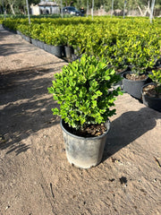 BUXUS PUMILLA (BOSSO) VASO 16