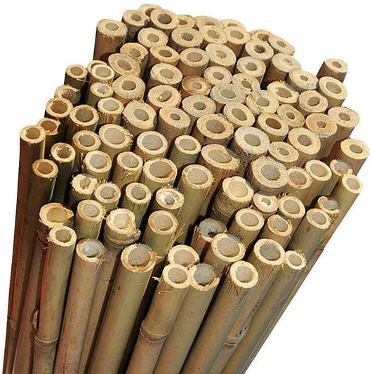 Canne di bamboo per tutori piante Ø 20/22 mm altezza 150 cm Confezione da 50 pezzi T-Rex