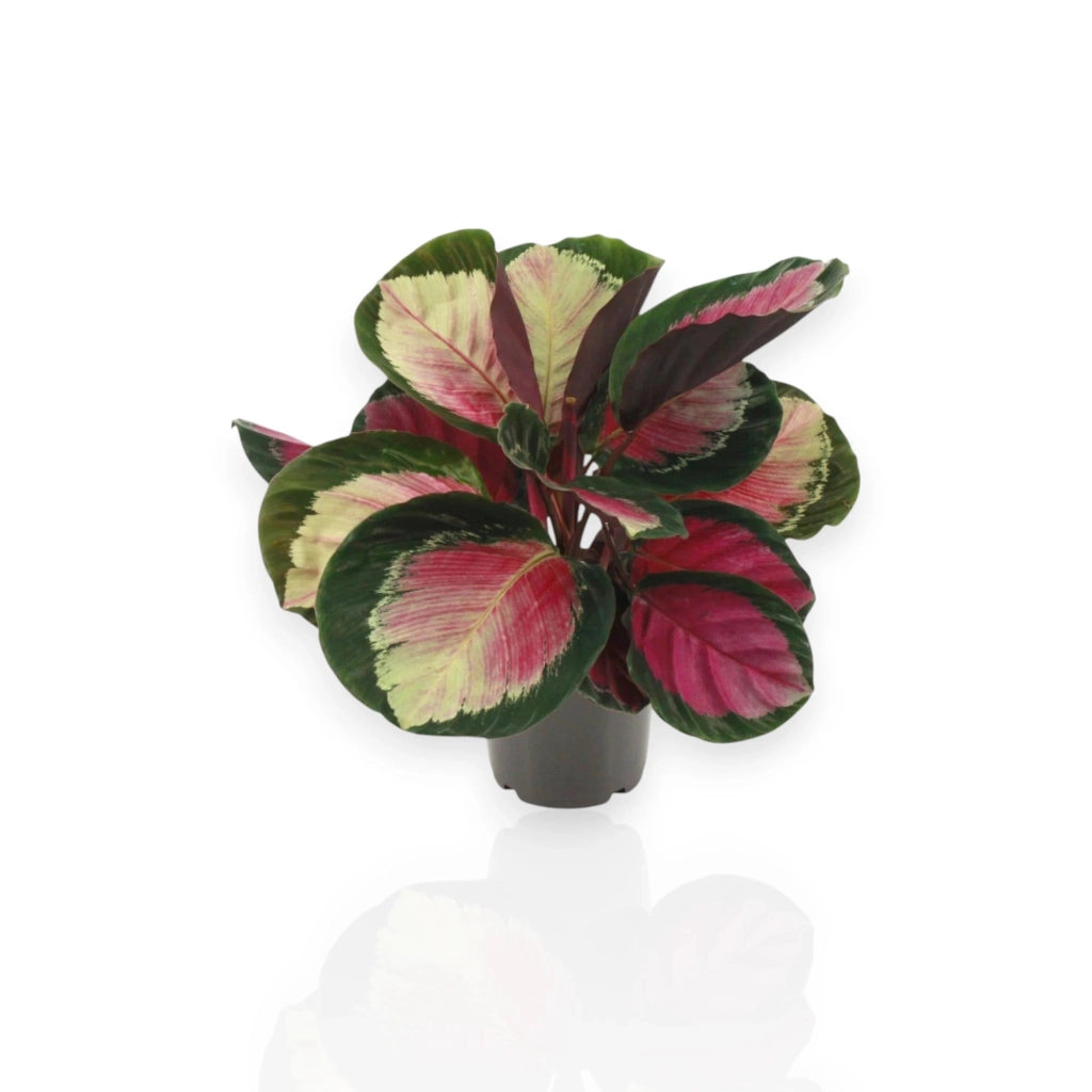 Gardenaria Calathea roseopicta 'Rosy' - Pianta da interno ornamentale Altezza: 45 cm (vaso 14)