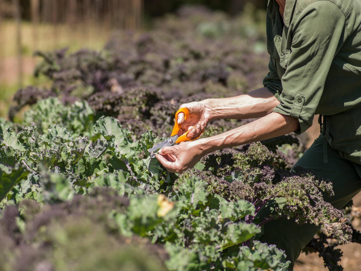 FORBICI MULTIUSO 'S92' FISKARS 18 cm - FISKARS