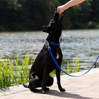 COLLARE PER CANI 'DAYTONA C' 25 mm x 45÷53 cm - colore blu - FERPLAST