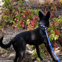 COLLARE PER CANI 'DAYTONA C' 25 mm x 45÷53 cm - colore blu - FERPLAST