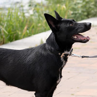 COLLARE PER CANI 'DAYTONA C' mm 15x 27÷35 cm - Col. Nero - FERPLAST