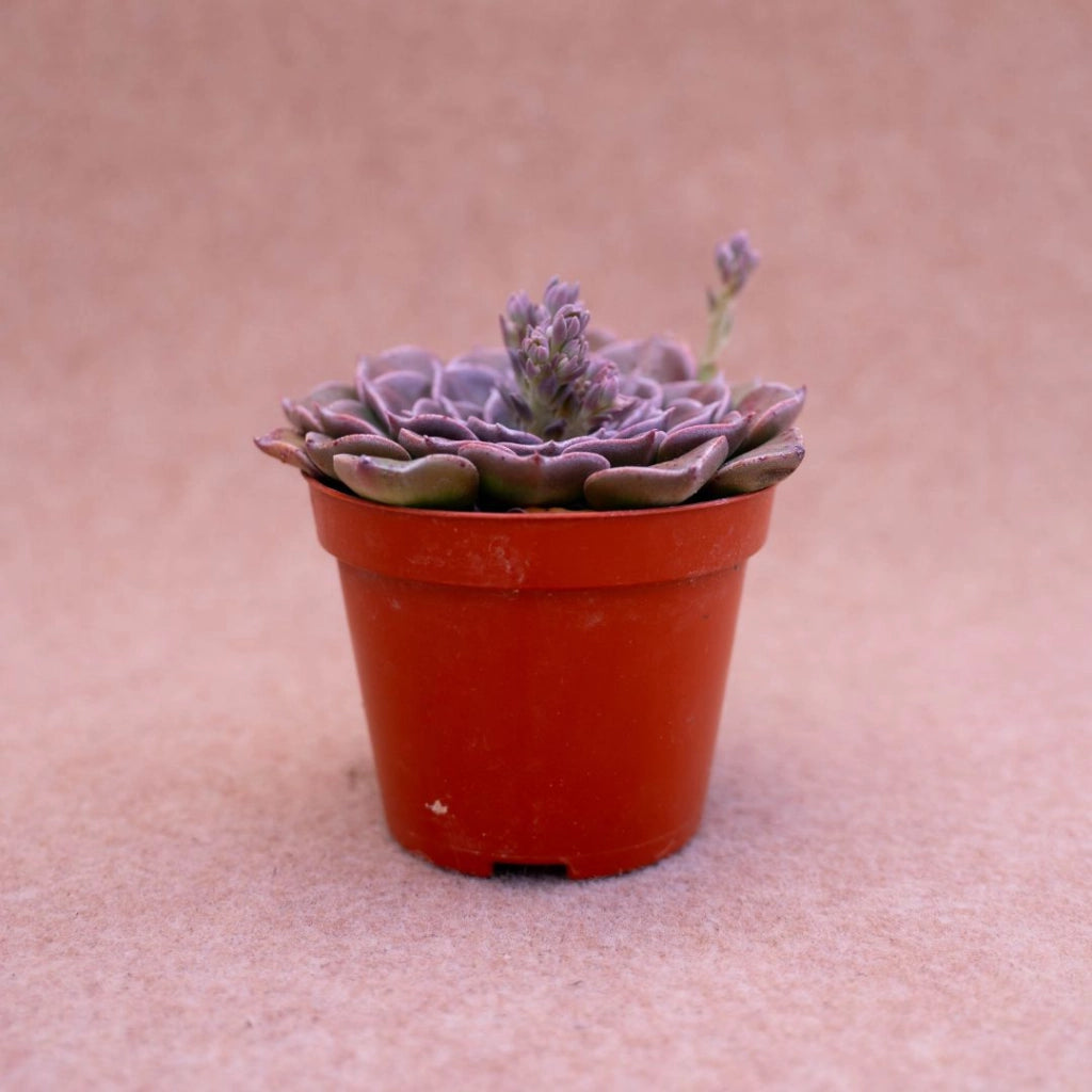 Graptopetalum Vaso 8 – Pianta Grassa Ornamentale da Collezione