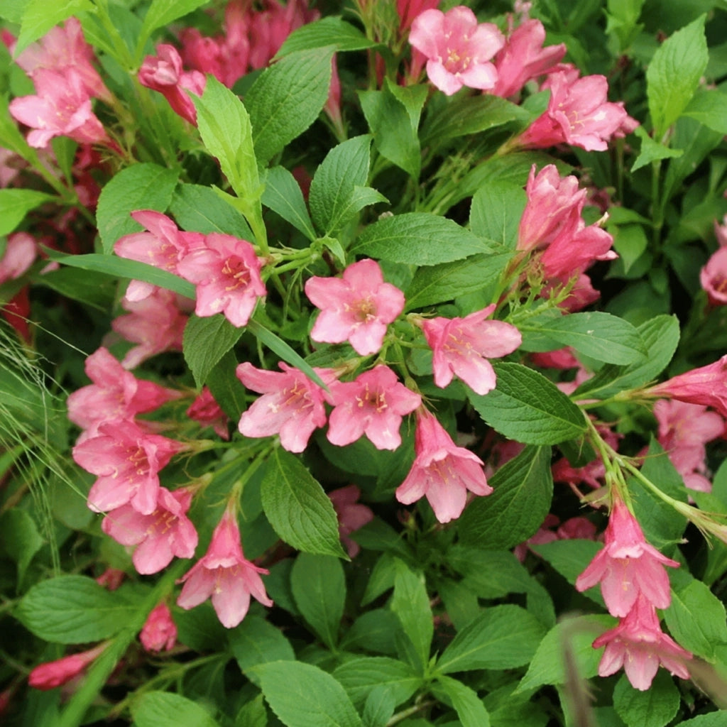 Gardenaria Weigela 'Picobella Rose' - Arbusto ornamentale da giardino Altezza: 40/50 cm (vaso18)