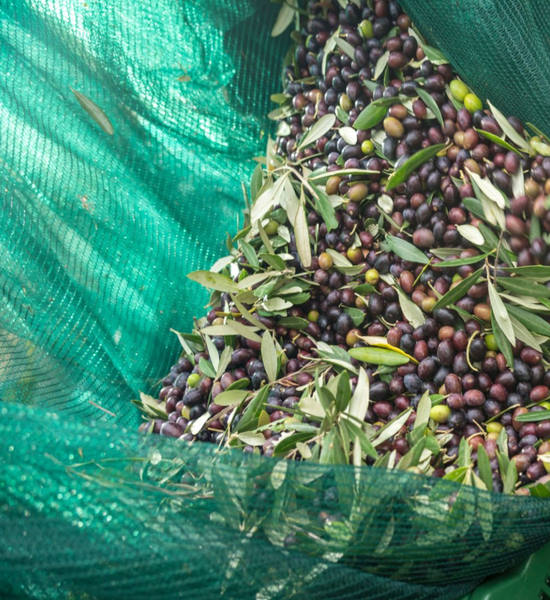 Rete raccolta olive leggera antispina in teli misura 6x6 metri con taglio a metà con occhielli T-Rex