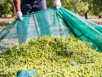 Rete raccolta olive leggera antispina in teli misura 6x6 metri con taglio a metà con occhielli T-Rex