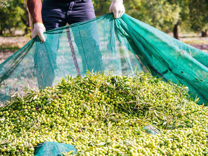 Rete raccolta olive leggera antispina in teli misura 6x6 metri con taglio a metà con occhielli T-Rex