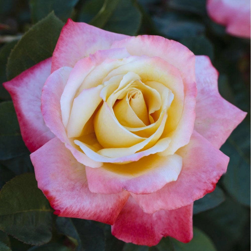 Pianta ROSA LAETITA CASTA ® MEILLAND bicolore vera PROFUMATA vaso 19 cm AMDGarden